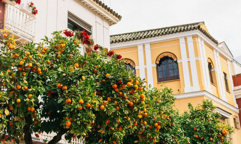 Orange trees and traditional yellow buildings in Seville